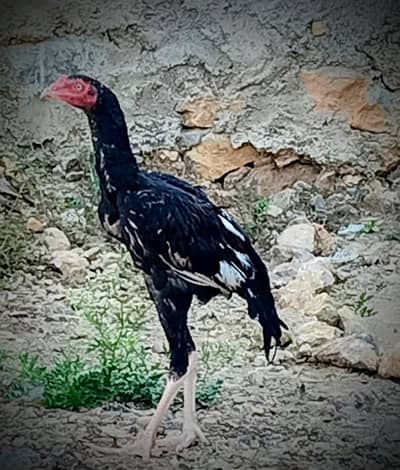 full heighted aseel pair for sale