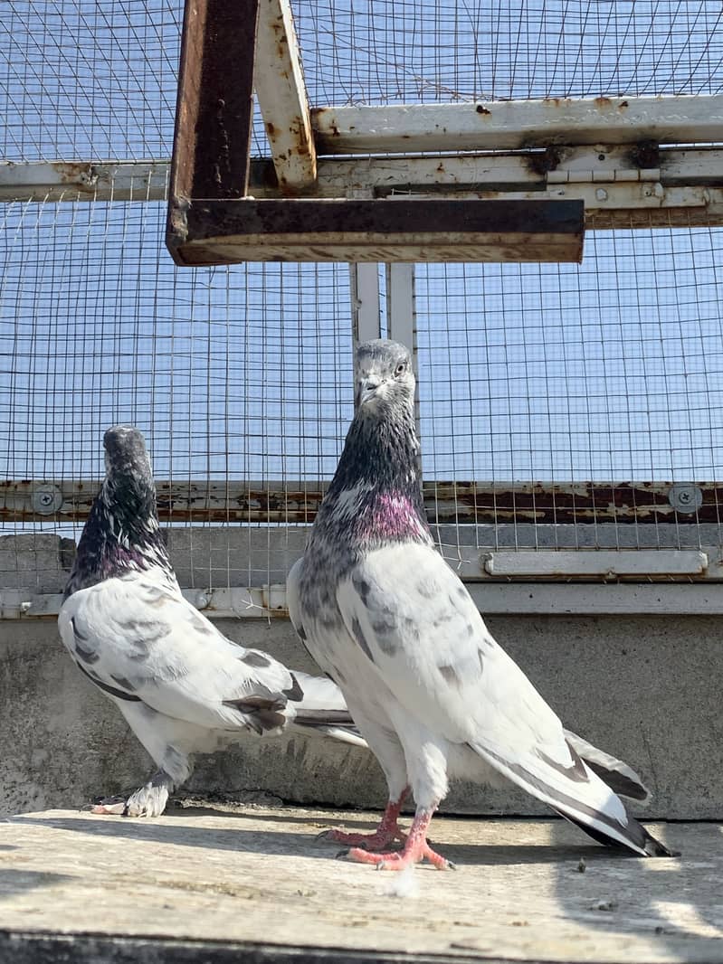 Piplan wala pair 3