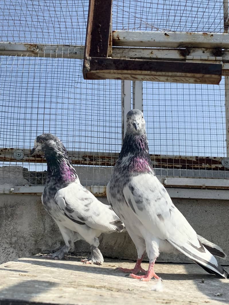 Piplan wala pair 4