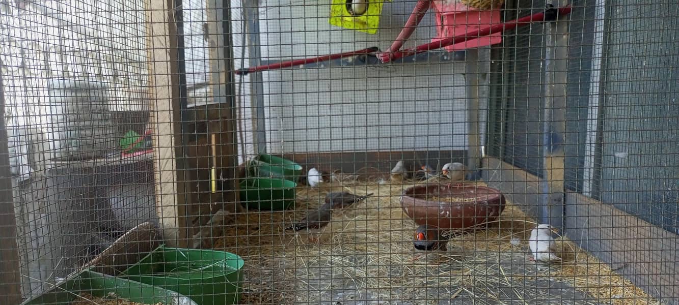 finches 0