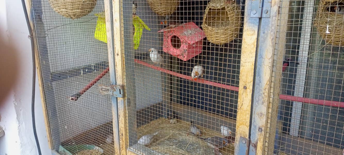 finches 1