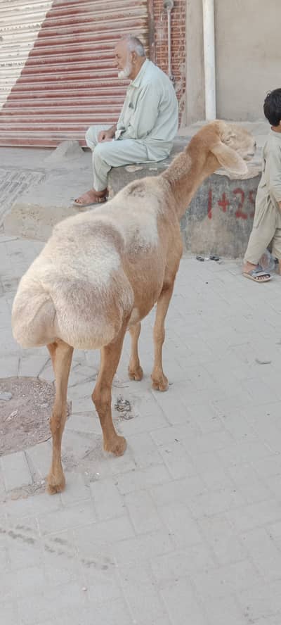 Chakki wali Dumbi for sale turkey nasal confirm gabban