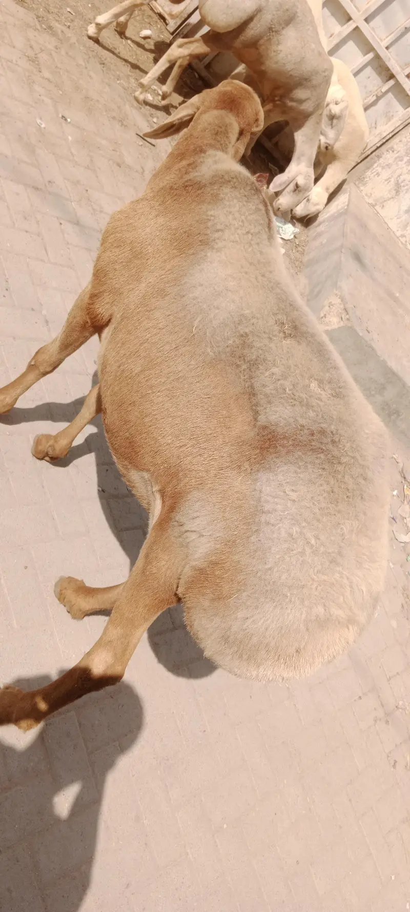 Chakki wali Dumbi for sale turkey nasal confirm gabban — photo 2
