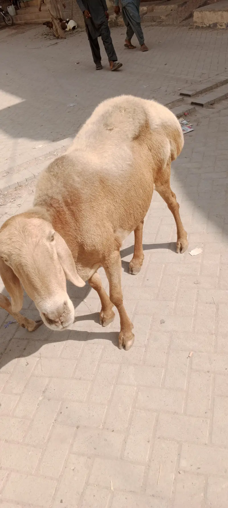 Chakki wali Dumbi for sale turkey nasal confirm gabban — photo 3