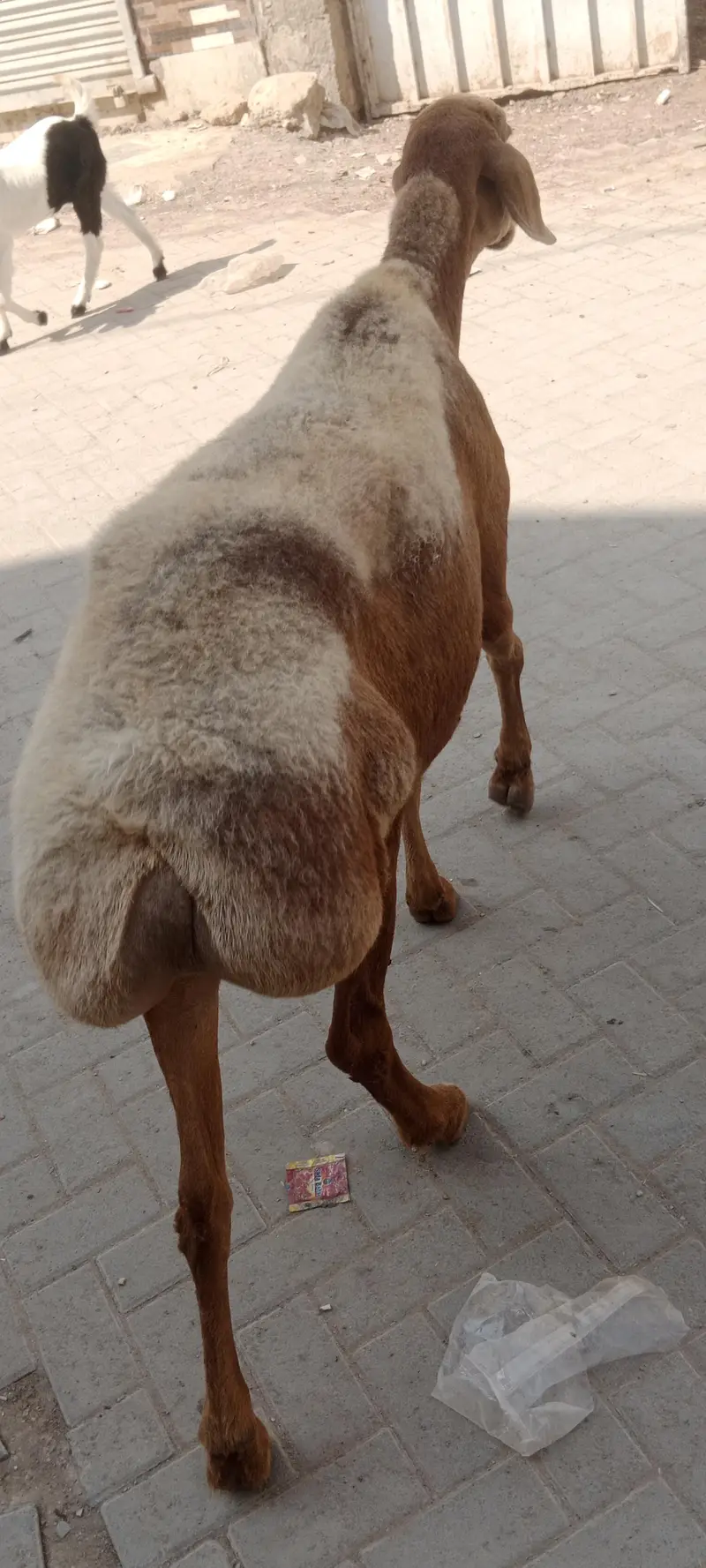 Chakki wali Dumbi for sale turkey nasal confirm gabban — photo 4