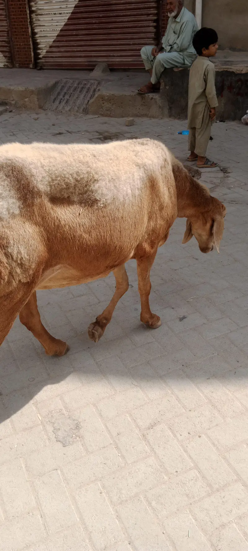 Chakki wali Dumbi for sale turkey nasal confirm gabban — photo 6