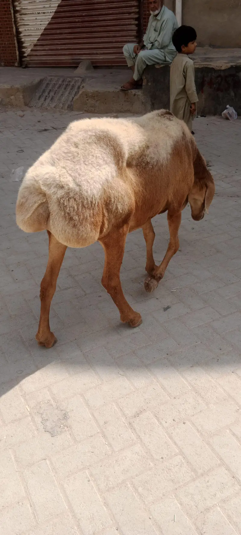 Chakki wali Dumbi for sale turkey nasal confirm gabban — photo 7