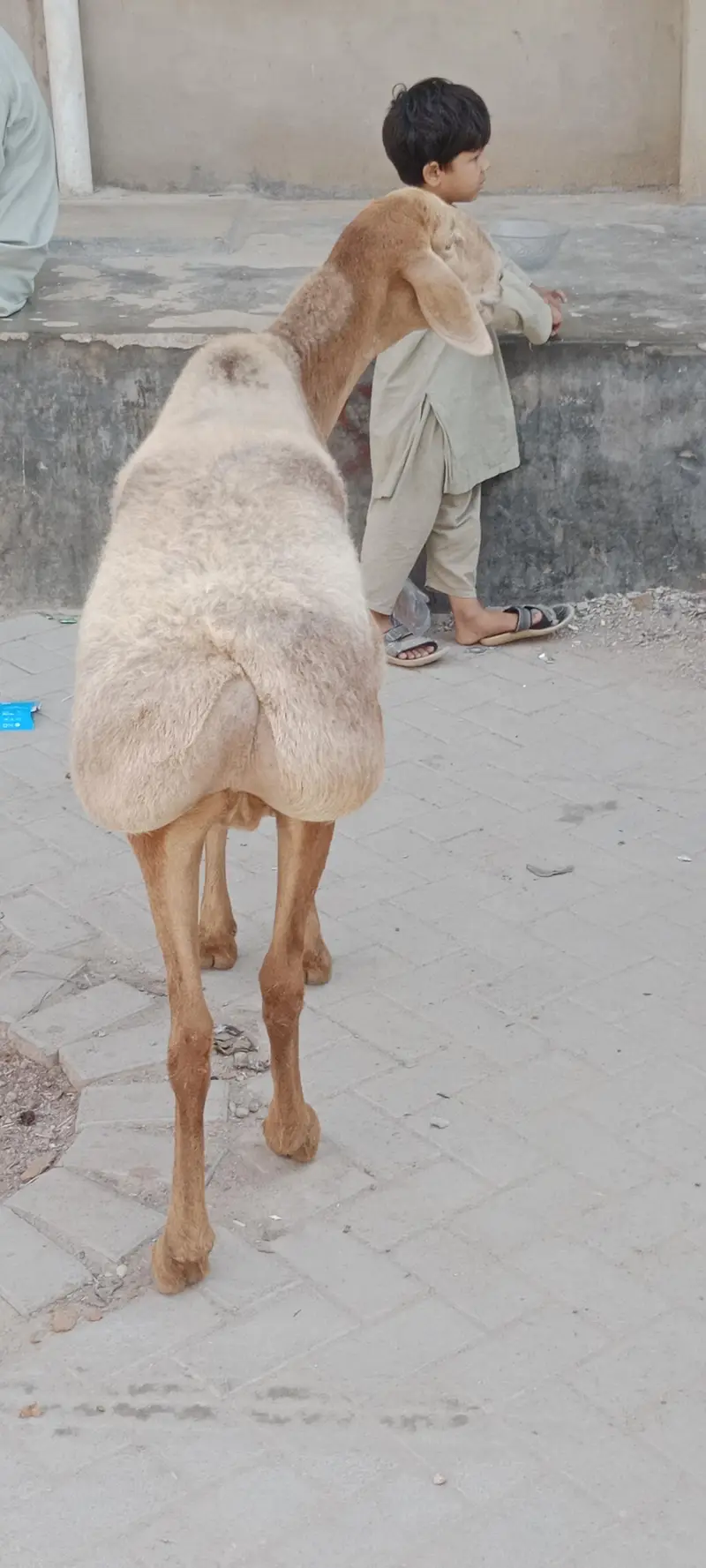 Chakki wali Dumbi for sale turkey nasal confirm gabban — photo 8
