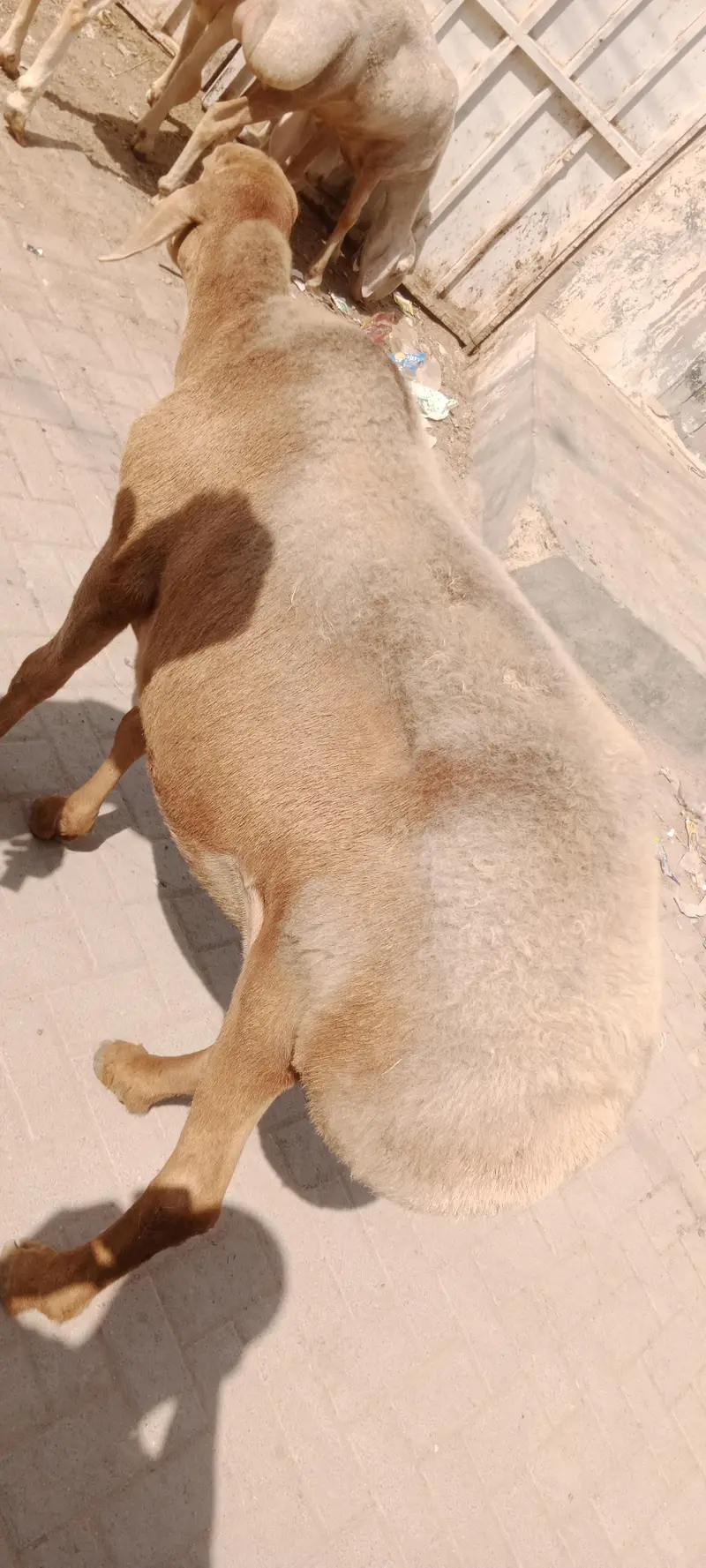 Chakki wali Dumbi for sale turkey nasal confirm gabban — photo 9