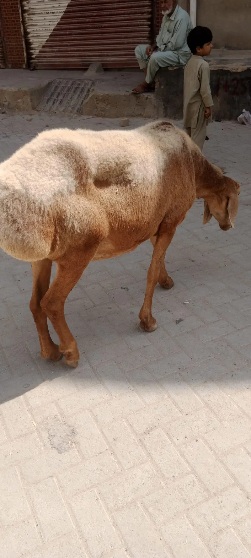 Chakki wali Dumbi for sale turkey nasal confirm gabban — photo 10