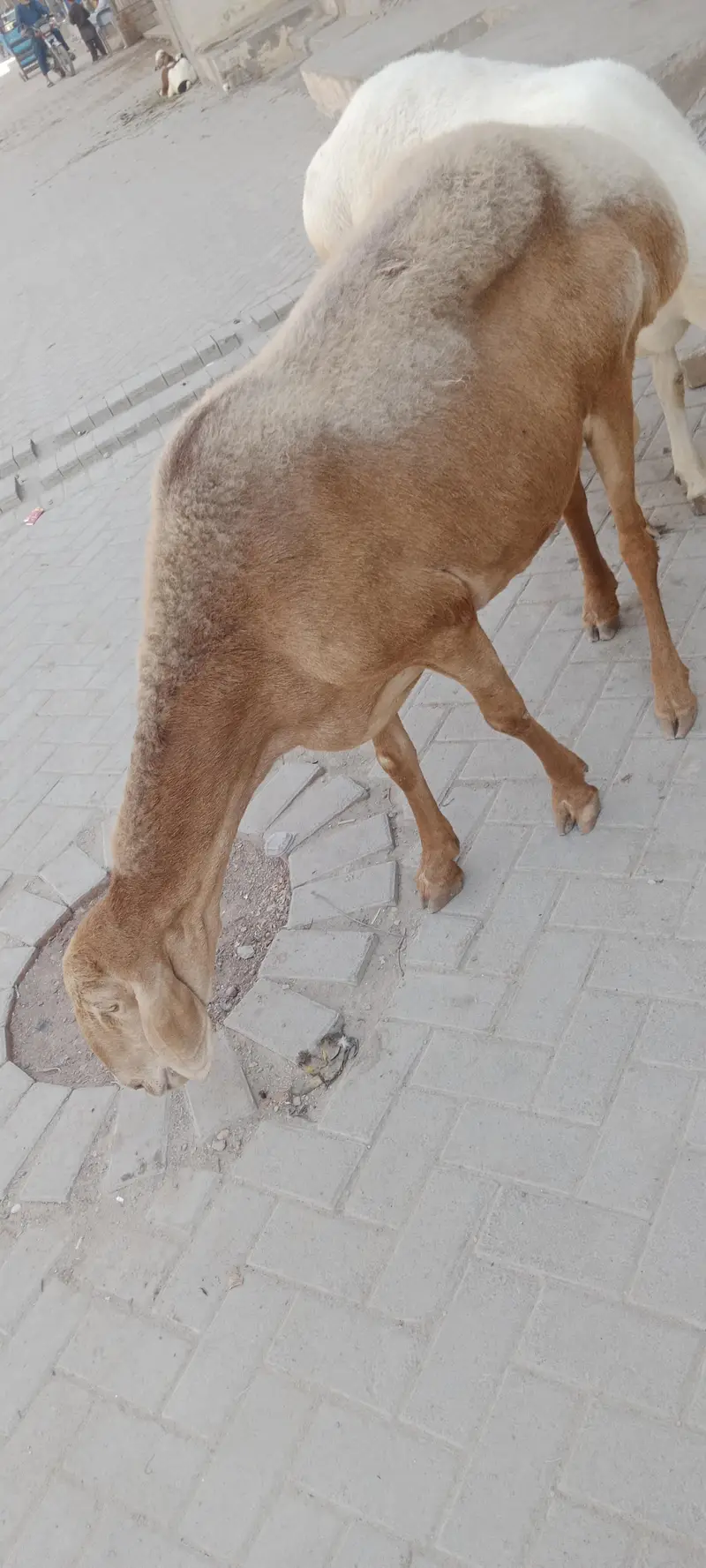Chakki wali Dumbi for sale turkey nasal confirm gabban — photo 11