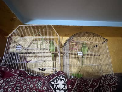 Ringneck parrot pair