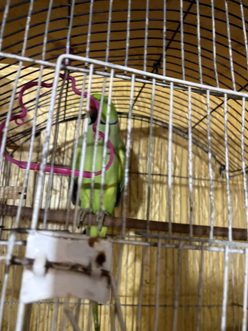 Ringneck parrot pair 1