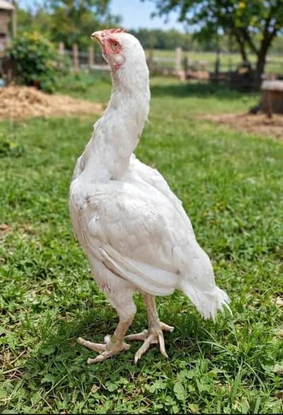 HeERa Long Hight Breader murgi
