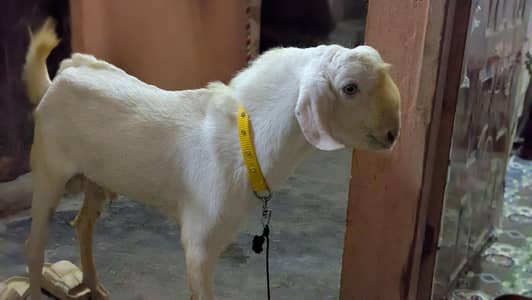 Rajanpuri Bakra for sale breeder