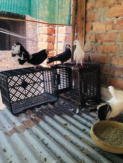Lakky pigeon