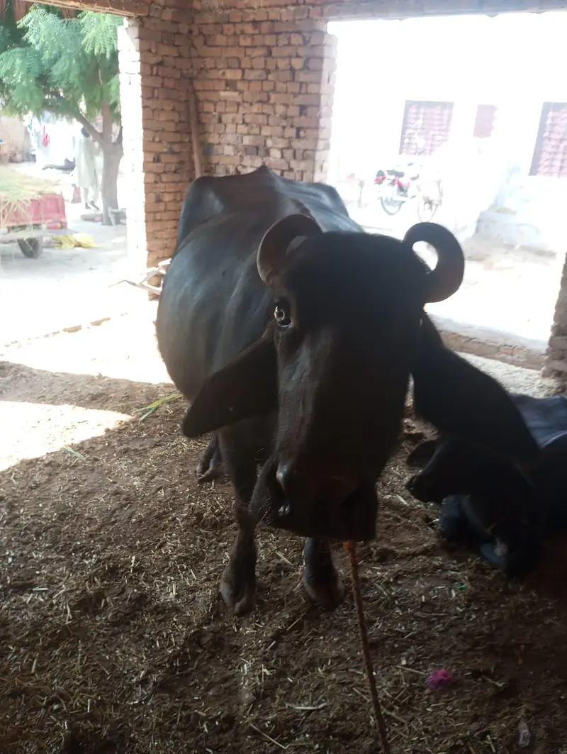 bhance for sale urajant 03087592118 call — photo 2