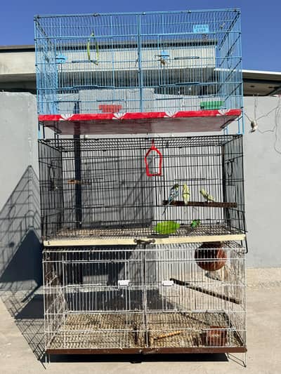 Rainbow and Hogo King Size Breeder Male & Cages