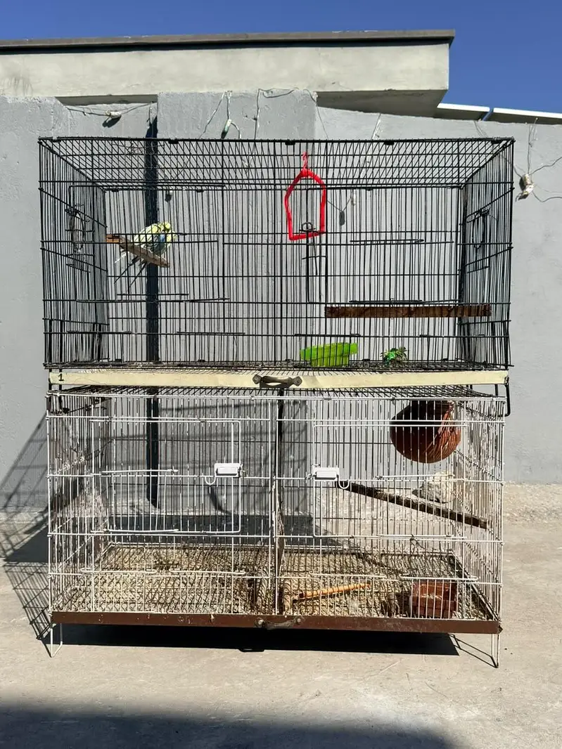 Rainbow and Hogo King Size Breeder Male & Cages — photo 3