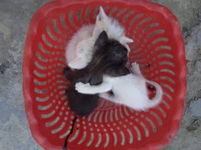 Persion kittans