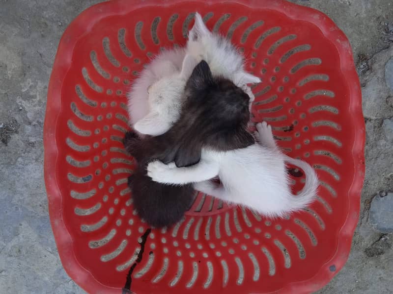 Persion kittans 0