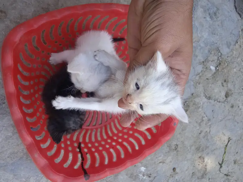 Persion kittans — photo 2