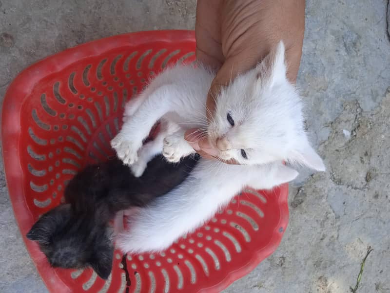 Persion kittans 2