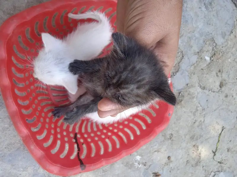 Persion kittans — photo 4