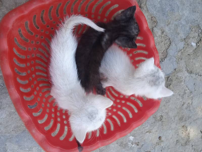 Persion kittans 4
