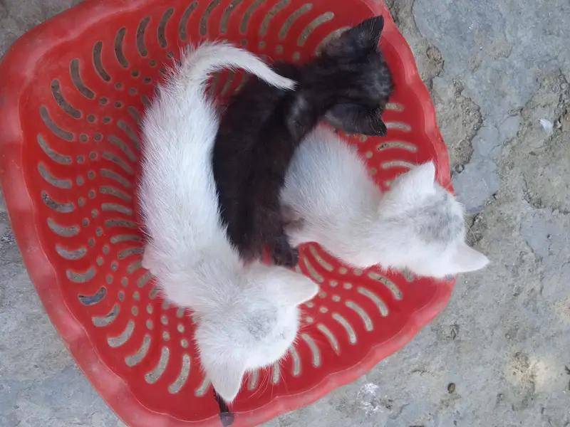 Persion kittans — photo 5