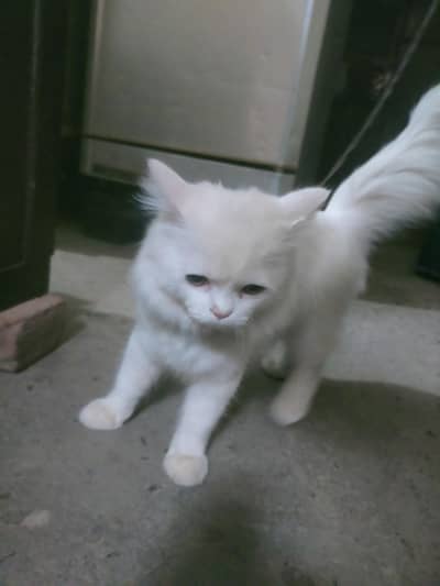 Beautiful White Persian Cat for Sale – 8 Months Old