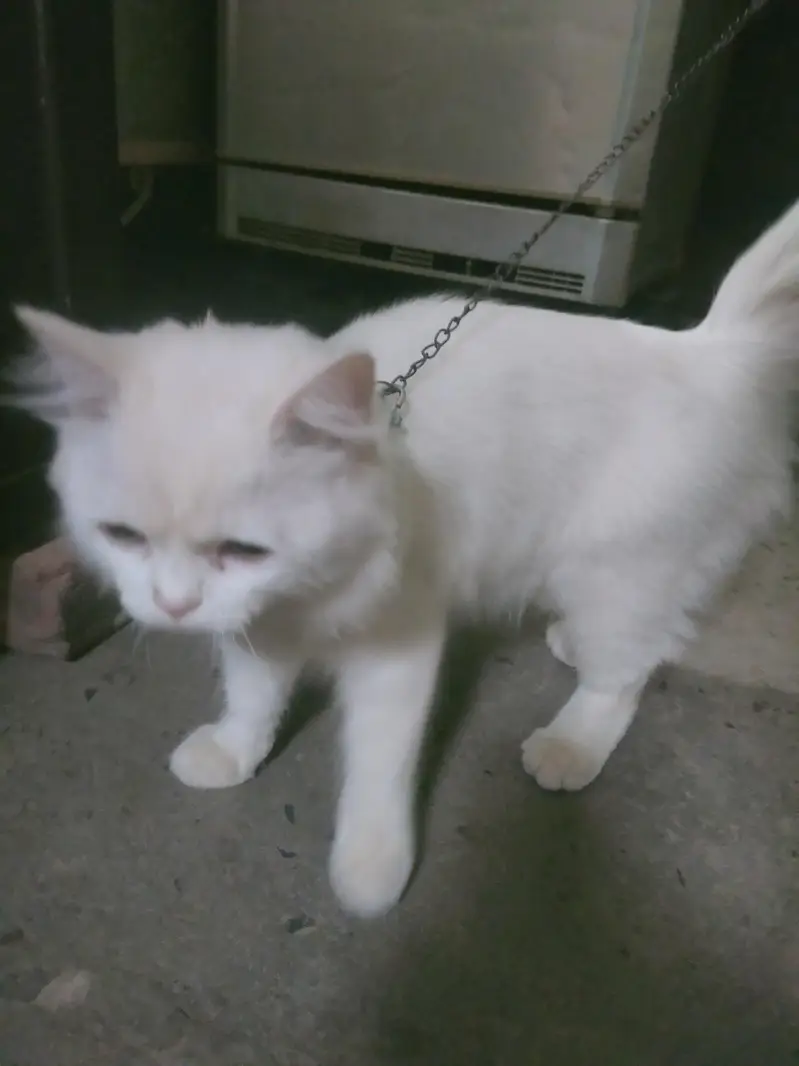 Beautiful White Persian Cat for Sale – 8 Months Old — photo 2