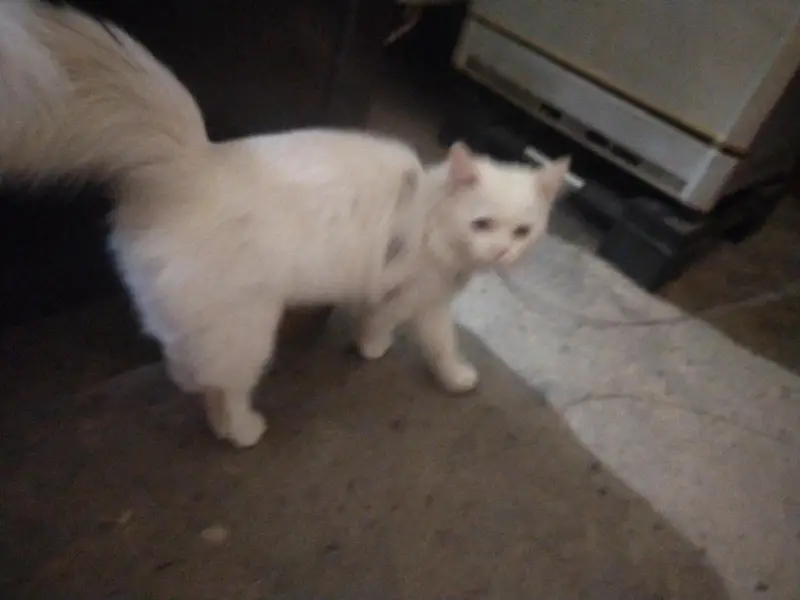 Beautiful White Persian Cat for Sale – 8 Months Old — photo 3
