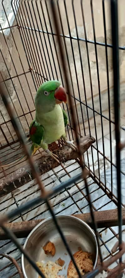 Raw Parrot Female for sale urgent
