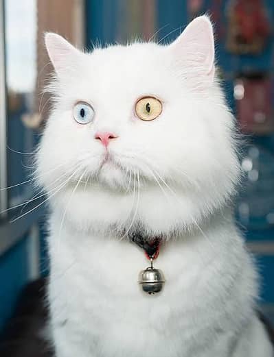Persian cats
