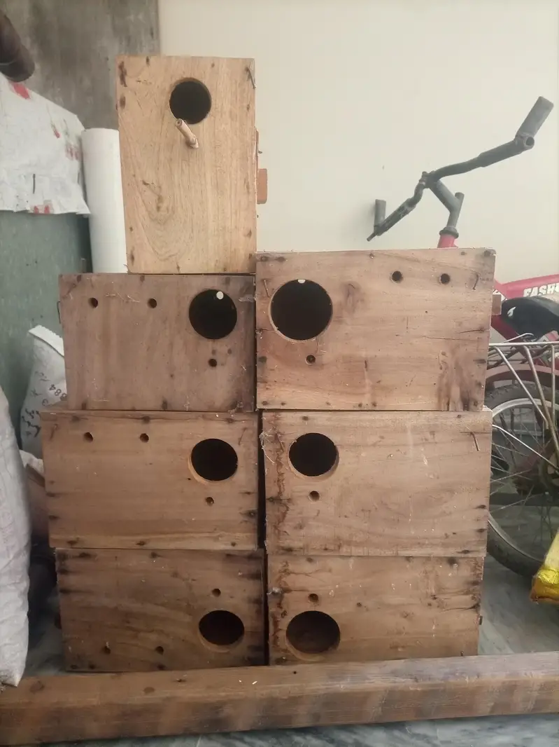 kekar breeding box — photo 3