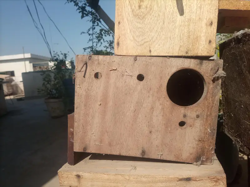 kekar breeding box — photo 6