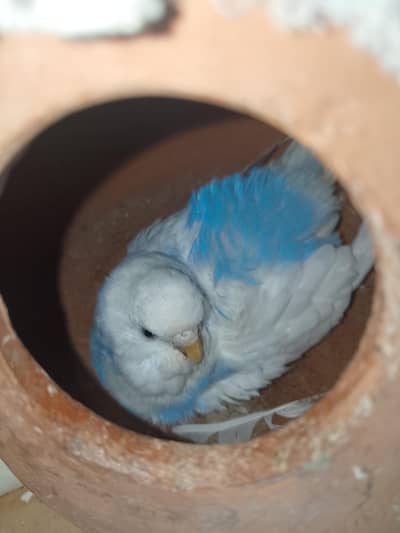 bujri perrot pair bredr ando waly bachon waly  03446294908