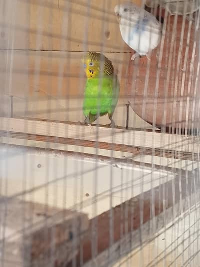 bujri perrot pair bredr  03446294908