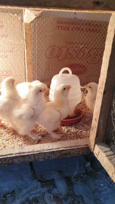 Light Columbian Brahma Chicks