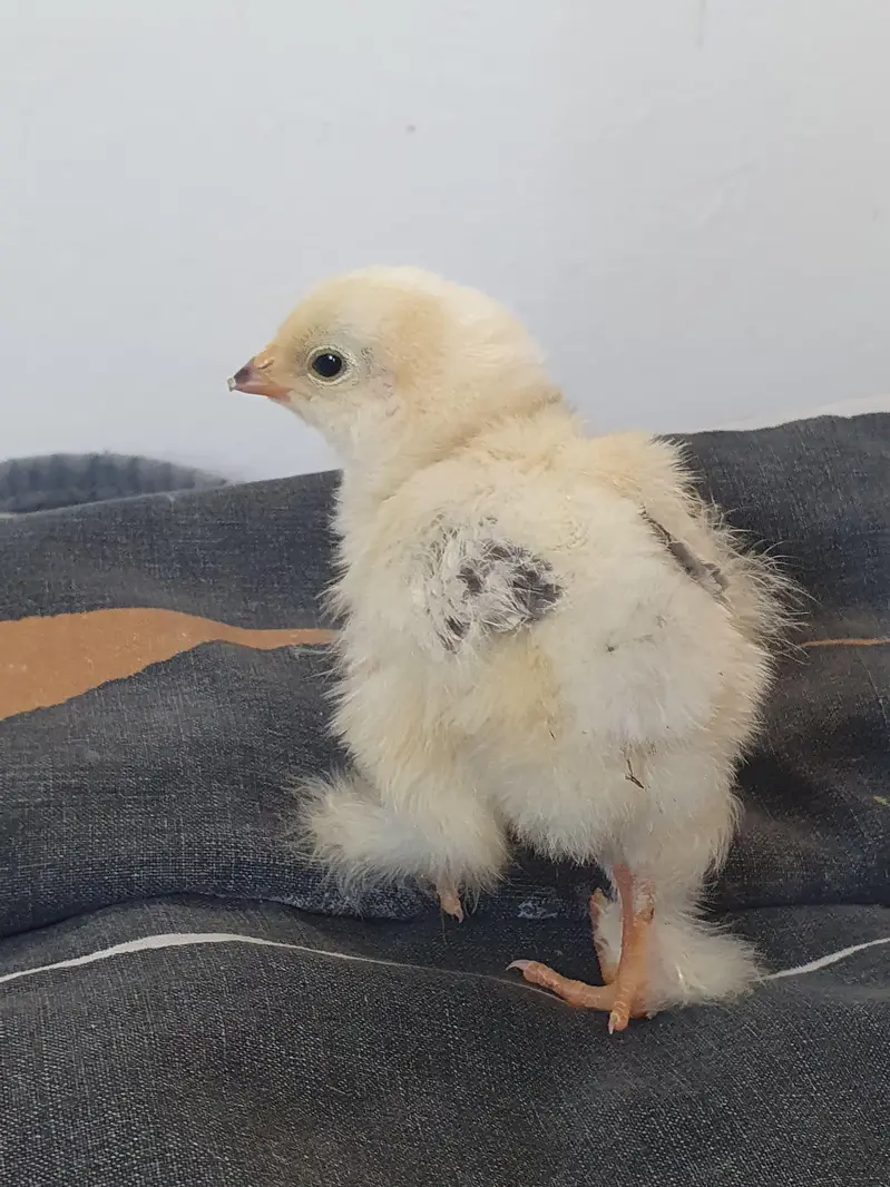 Light Columbian Brahma Chicks — photo 2