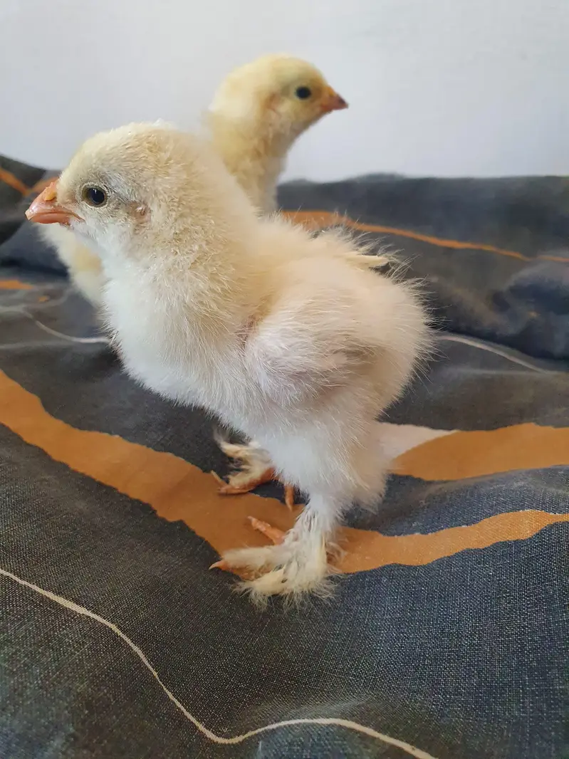 Light Columbian Brahma Chicks — photo 3