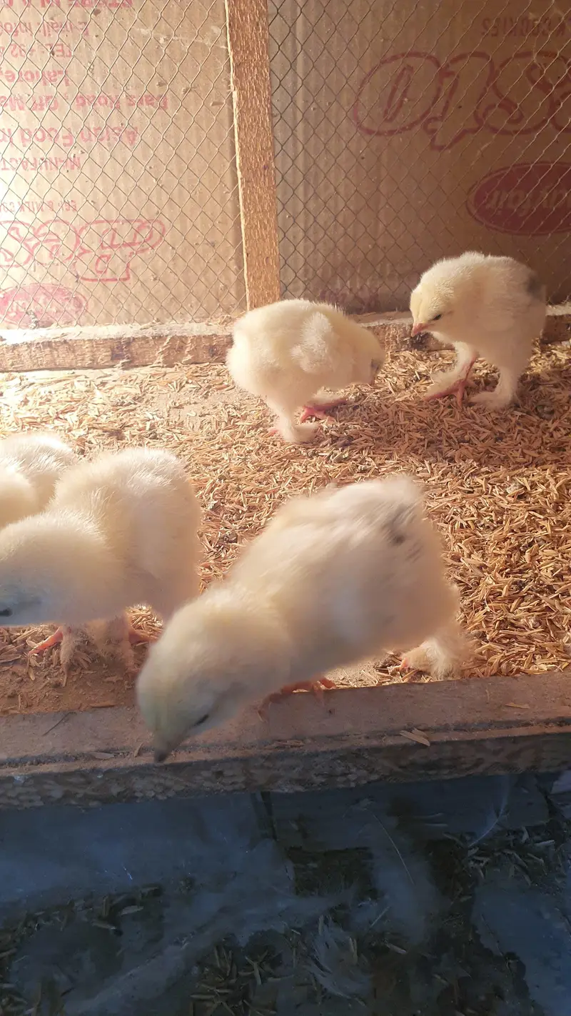 Light Columbian Brahma Chicks — photo 4