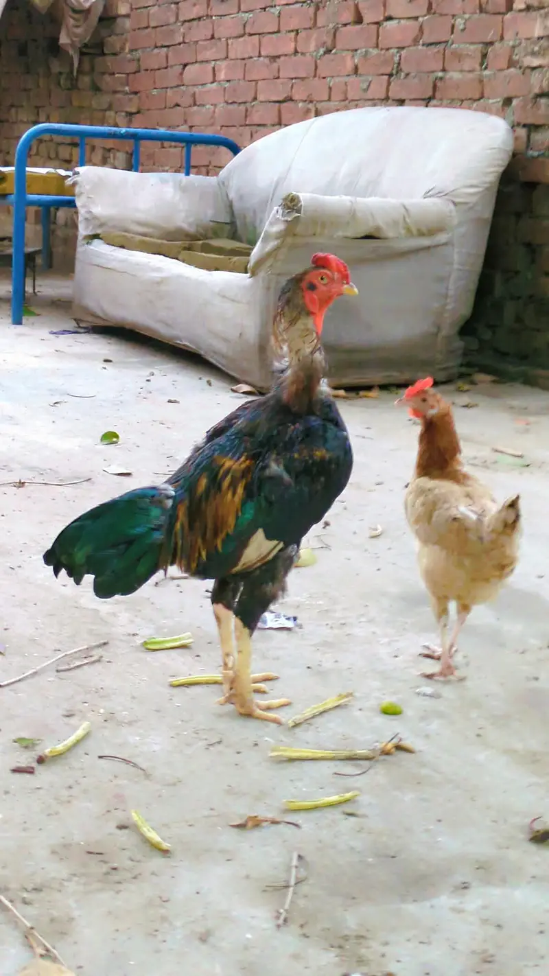 aseal hy or home bread hy — photo 2