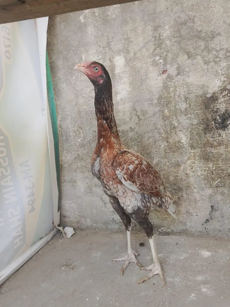 Aseel Female s — photo 2