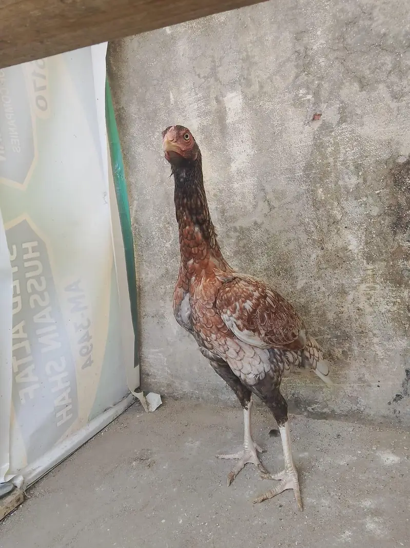Aseel Female s — photo 3