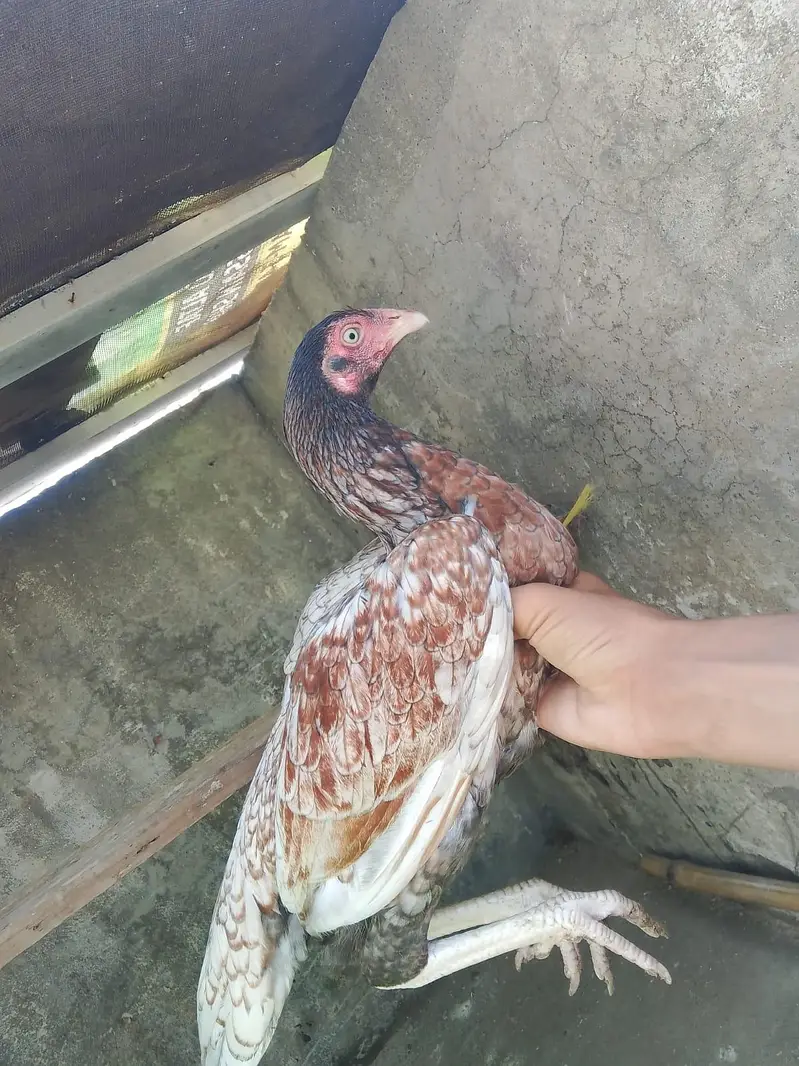 Aseel Female s — photo 4