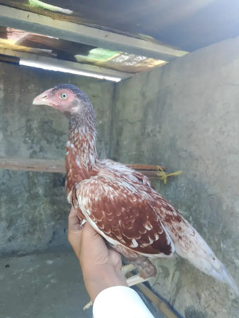 Aseel Female s — photo 5