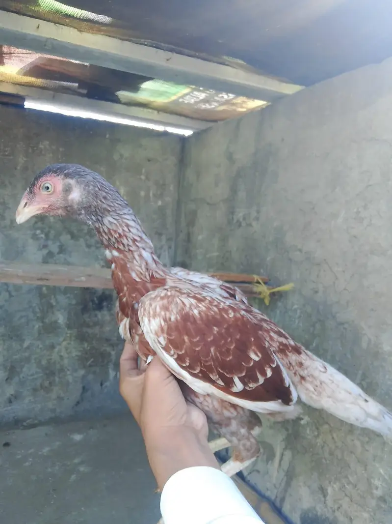 Aseel Female s — photo 6