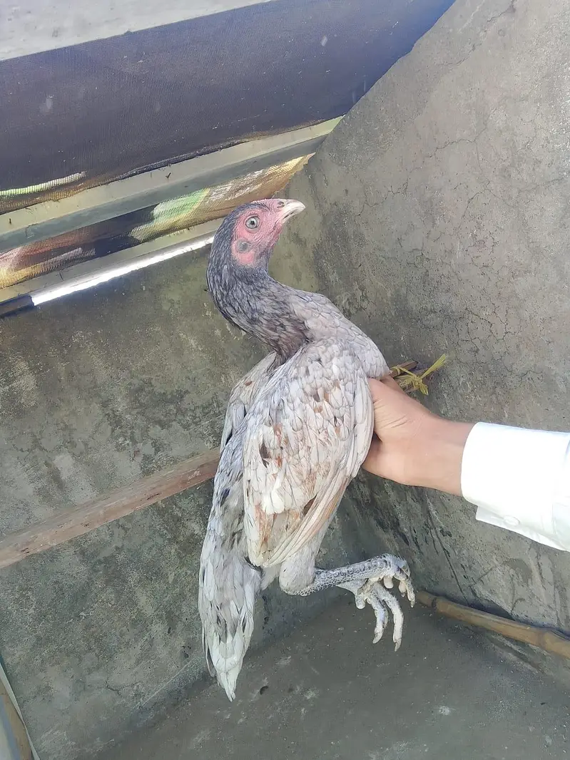 Aseel Female s — photo 7
